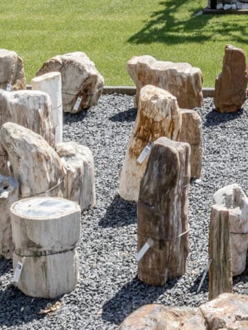 Versteinertes Holz für den Außenbereich