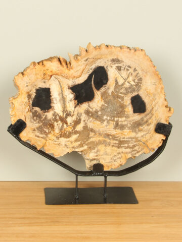 Scheibe aus Fossiles Holz auf Ständer Nr. 10