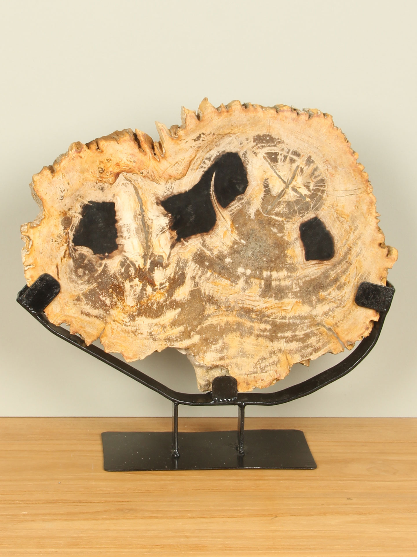 Scheibe aus Fossiles Holz auf Ständer Nr. 10