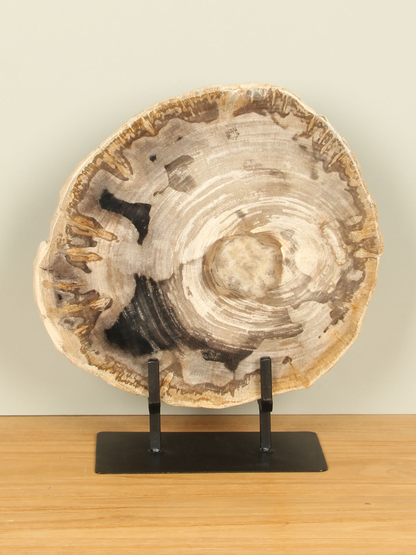 Scheibe aus Fossiles Holz auf Ständer Nr. 16