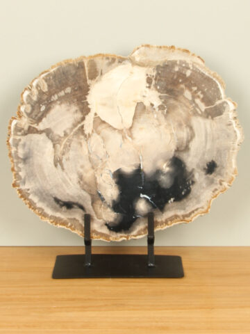 Scheibe aus Fossiles Holz auf Ständer Nr. 29