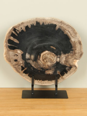 Scheibe aus versteinertem Holz auf Ständer Nr. 31