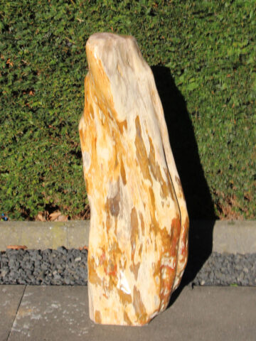 versteinertes Holz 250301, 71 cm