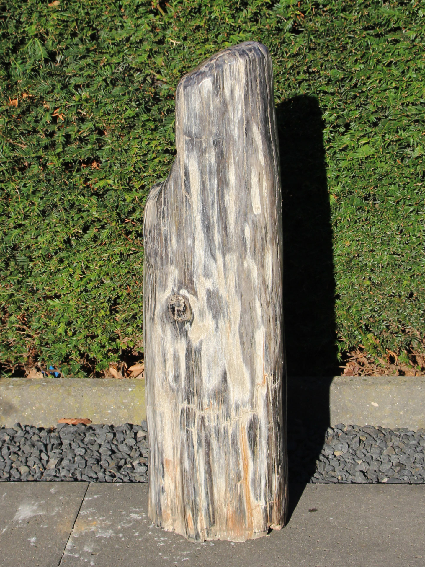 versteinertes Holz 250306, 72 cm