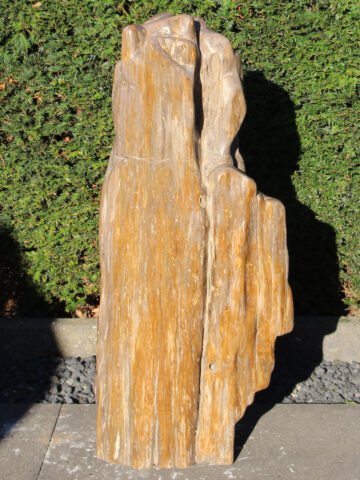 Fossiles Holz 250311, 77 cm