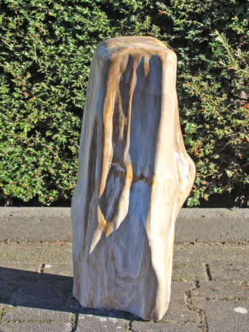 Fossiles Holz 250312, 60 cm