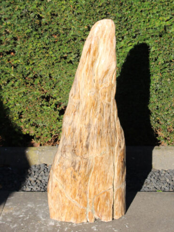 Fossiles Holz 250315, 70 cm