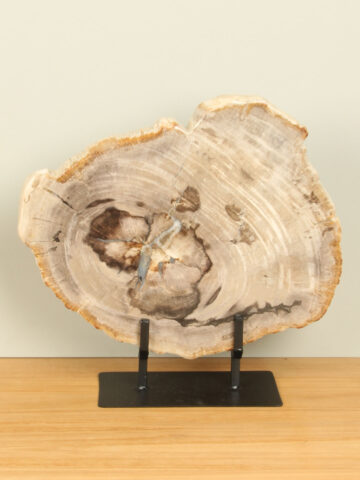 Scheibe aus versteinertem Holz auf Ständer Nr. 13