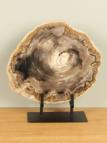 Scheibe aus versteinertem Holz auf Ständer Nr. 19