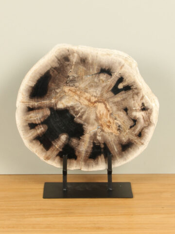 Scheibe aus versteinertem Holz auf Ständer Nr. 20