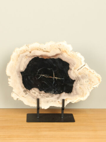 Scheibe aus versteinertem Holz auf Ständer Nr. 23