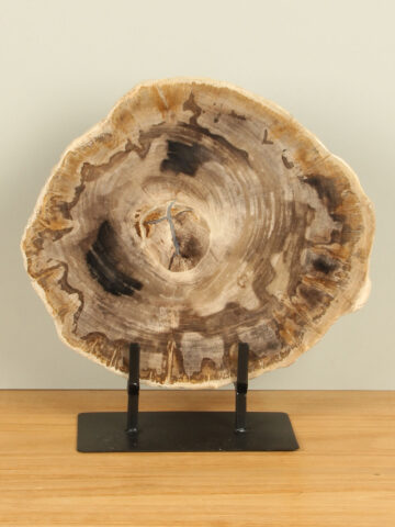 Scheibe aus versteinertem Holz auf Ständer Nr. 25