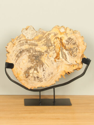 Scheibe aus versteinertem Holz auf Ständer Nr. 01