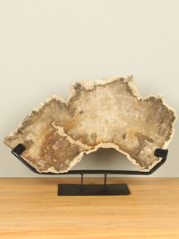 Scheibe aus Fossiles Holz auf Ständer Nr. 04