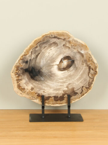 Scheibe aus Fossiles Holz auf Ständer Nr. 15
