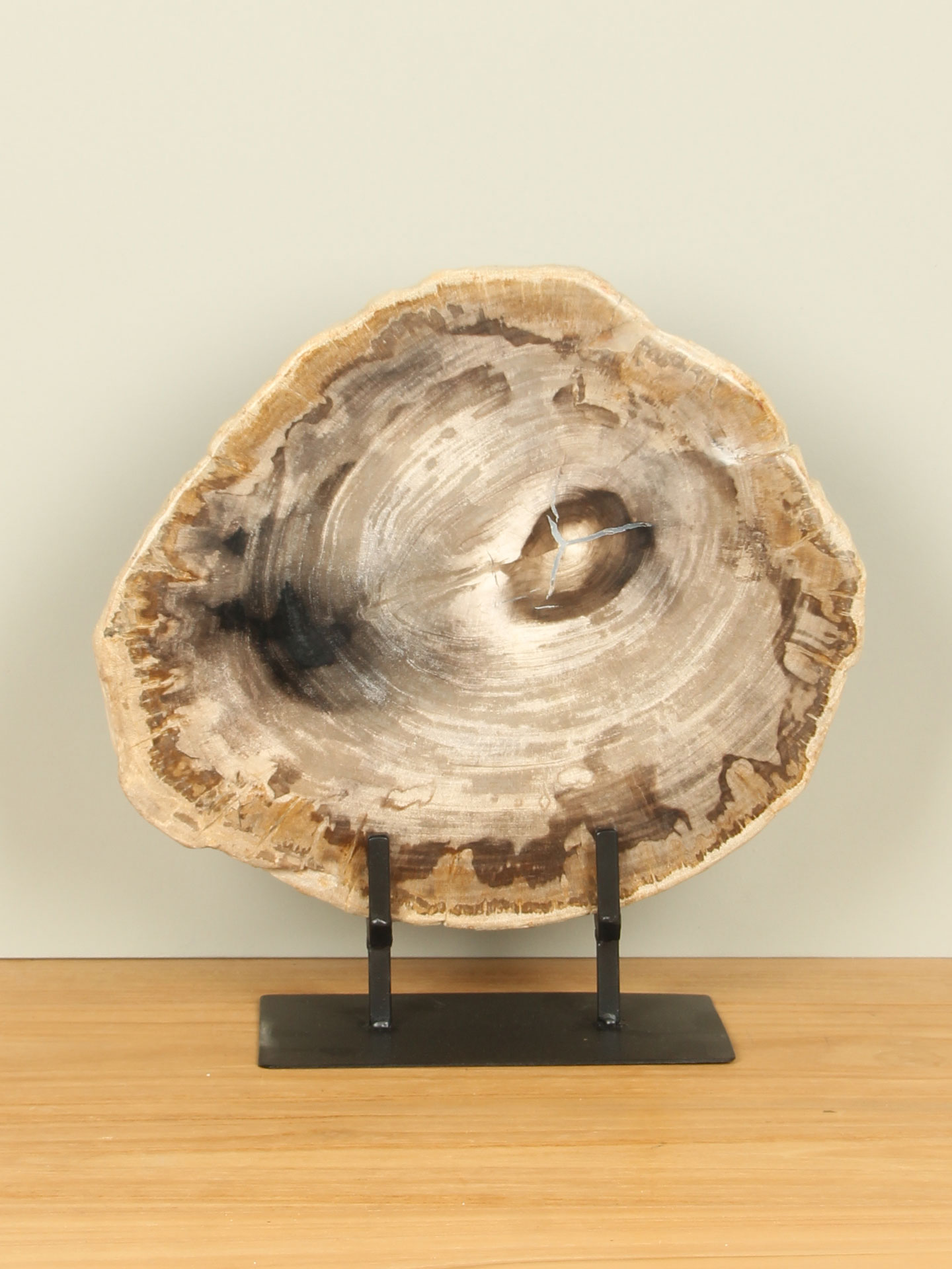 Scheibe aus Fossiles Holz auf Ständer Nr. 15