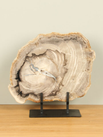 Scheibe aus Fossiles Holz auf Ständer Nr. 17