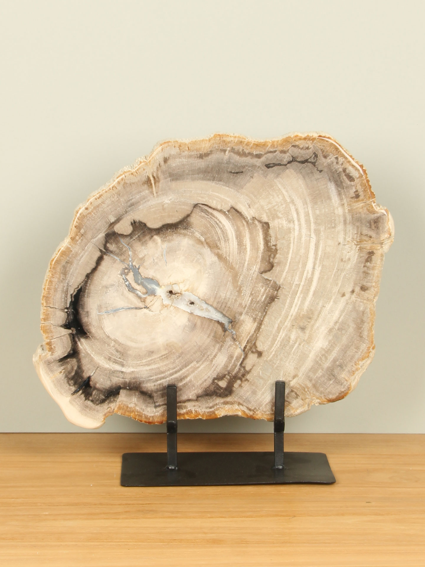 Scheibe aus Fossiles Holz auf Ständer Nr. 17