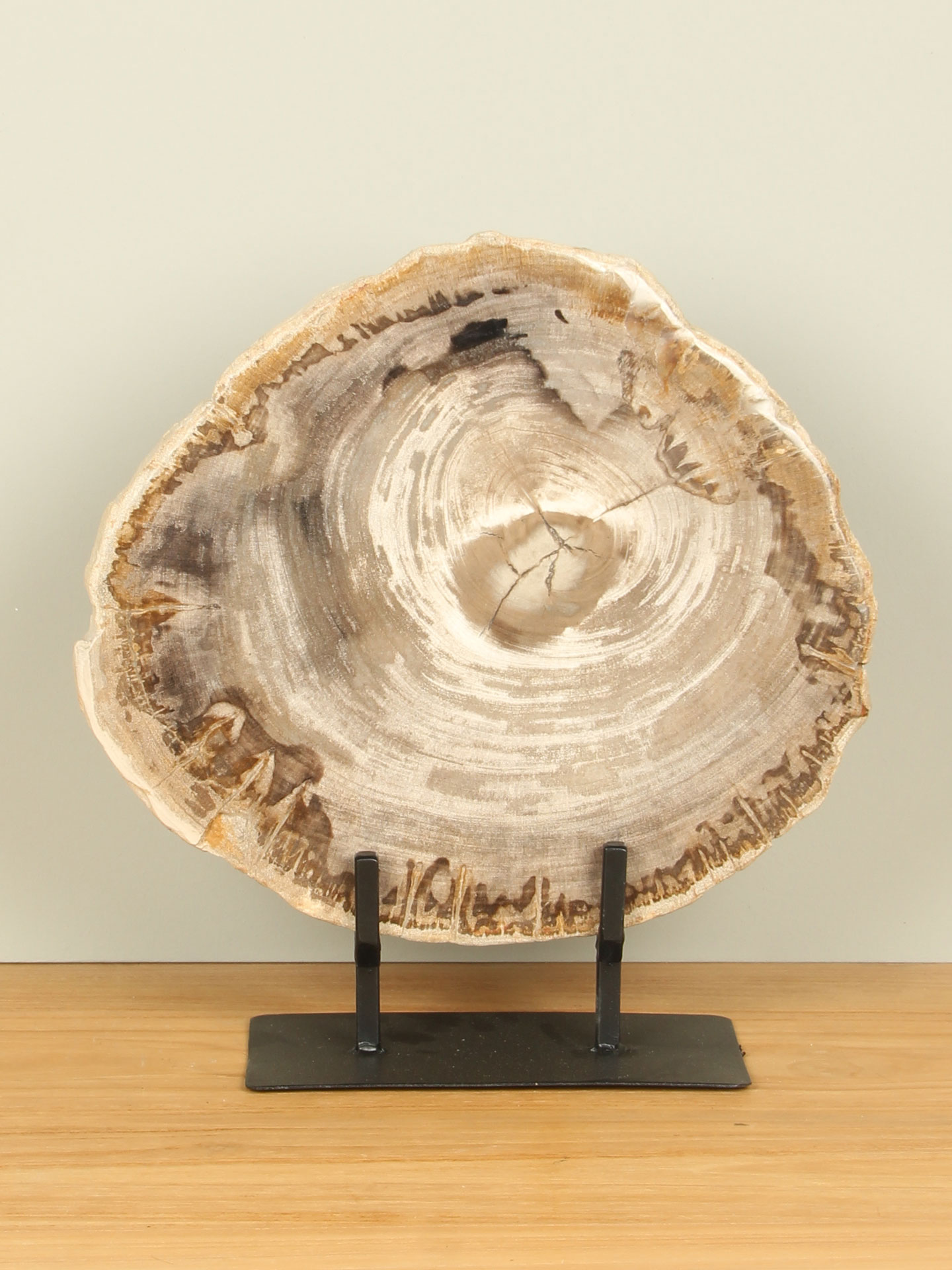 Scheibe aus Fossiles Holz auf Ständer Nr. 22