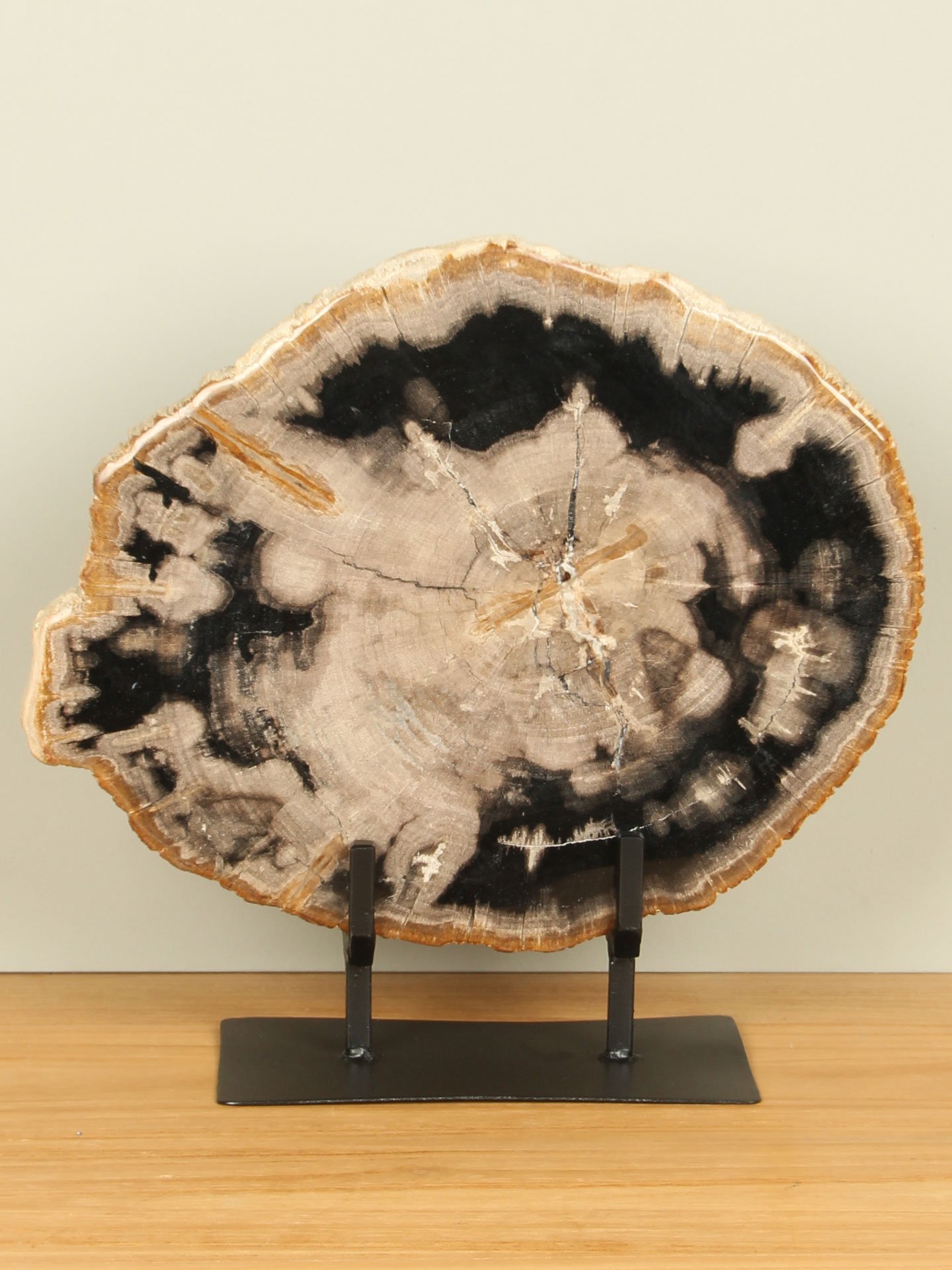 Scheibe aus Fossiles Holz auf Ständer Nr. 26