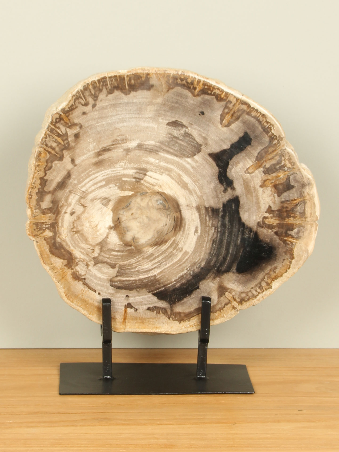 Scheibe aus Fossiles Holz auf Ständer Nr. 27